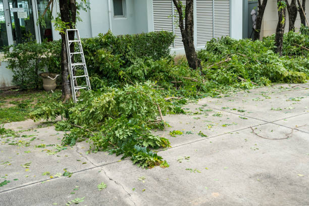 Best Tree Stump Removal  in , ID